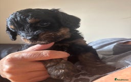 Cavapoo dogs for sale: Outstanding Blk and tan toy cavapoo male left  - Image 7