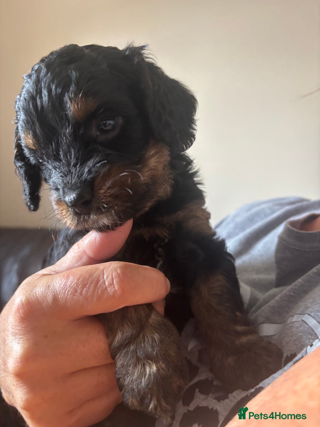 Cavapoo dogs for sale: Outstanding Blk and tan toy cavapoo male left  - Image 7