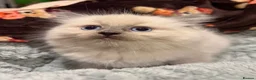 Ragdoll cats for sale: Ragdoll Kittens for sale 🖤 - Advert 16