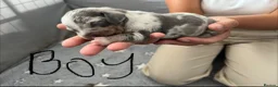 Miniature Dachshund dogs for sale: smooth haired miniature dachshund  - Advert 4