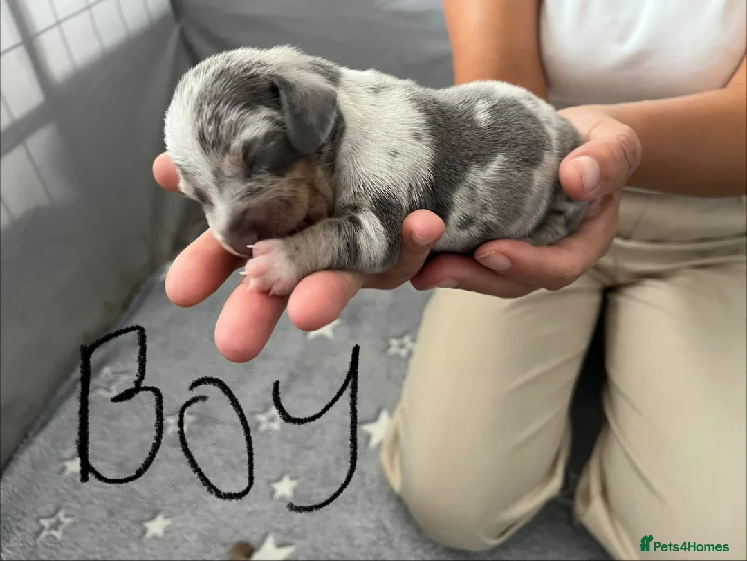 Miniature Dachshund dogs for sale: smooth haired miniature dachshund  - Advert 4