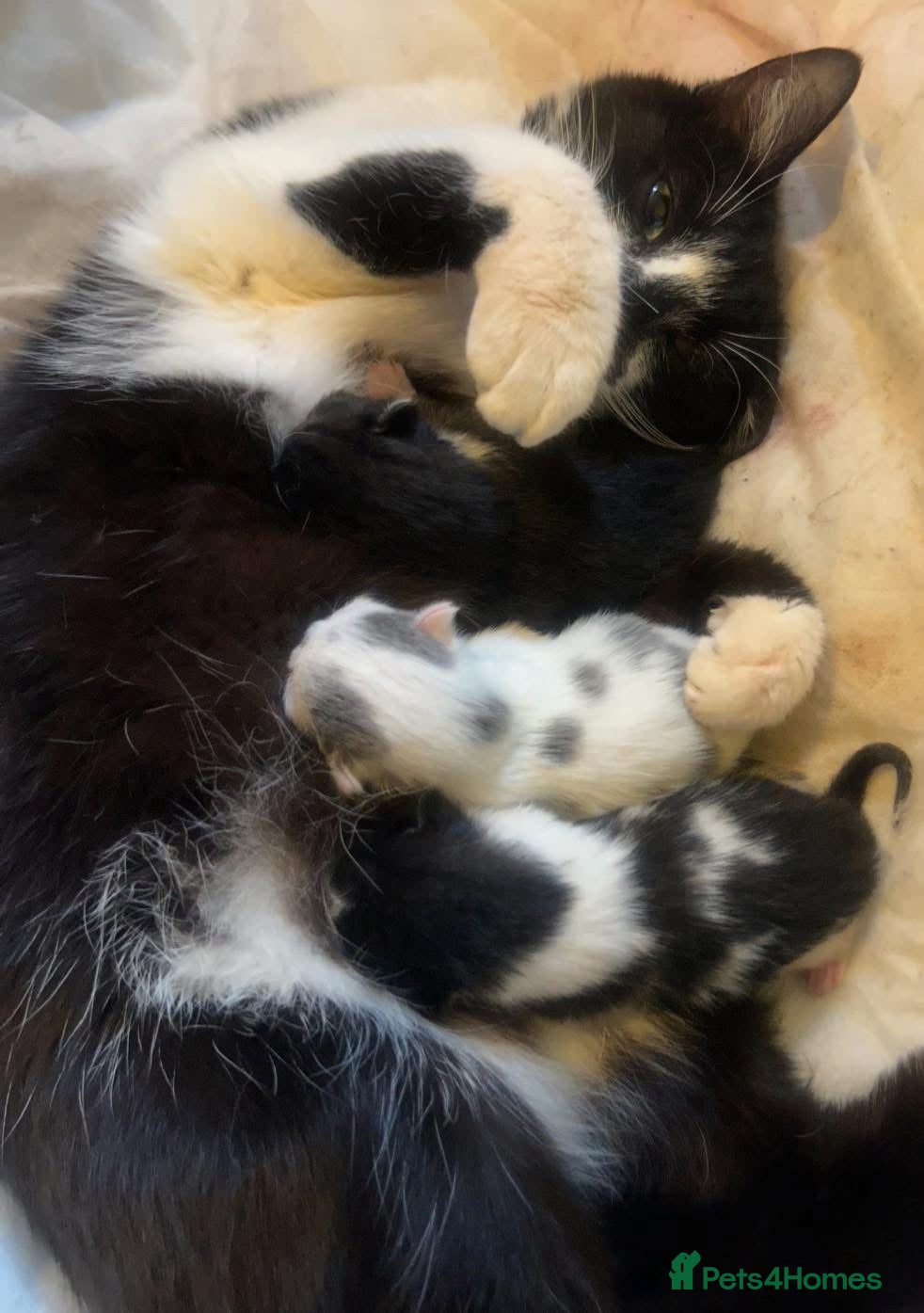 Mixed Breed cats Kittens 8 weeks old  - Advert 6