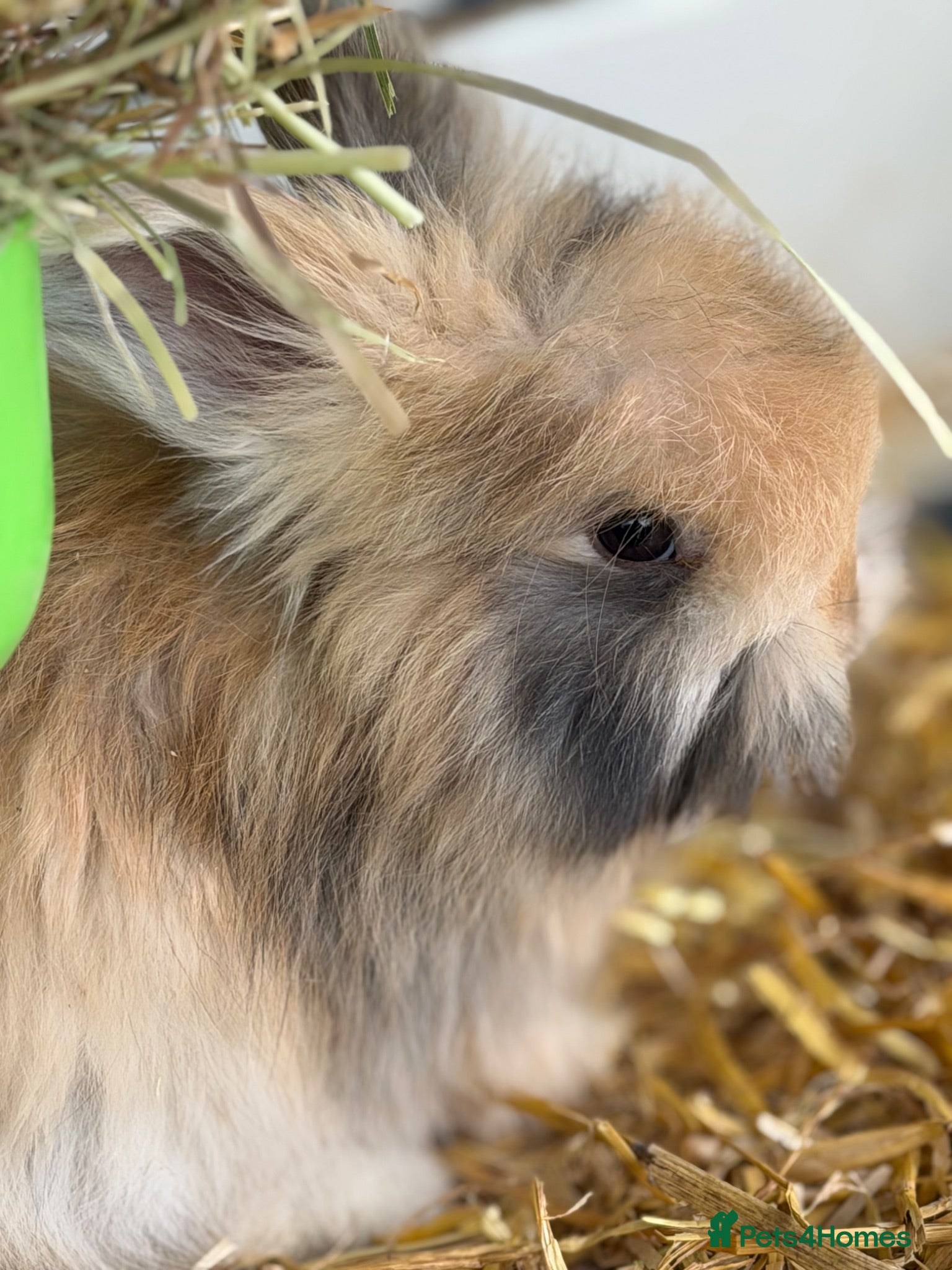 Angora rabbits Angora buns - Advert 2
