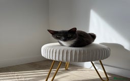 Mixed Breed cats for sale: Mother Cat & Female Kitten Looking for Loving Home - Image 2