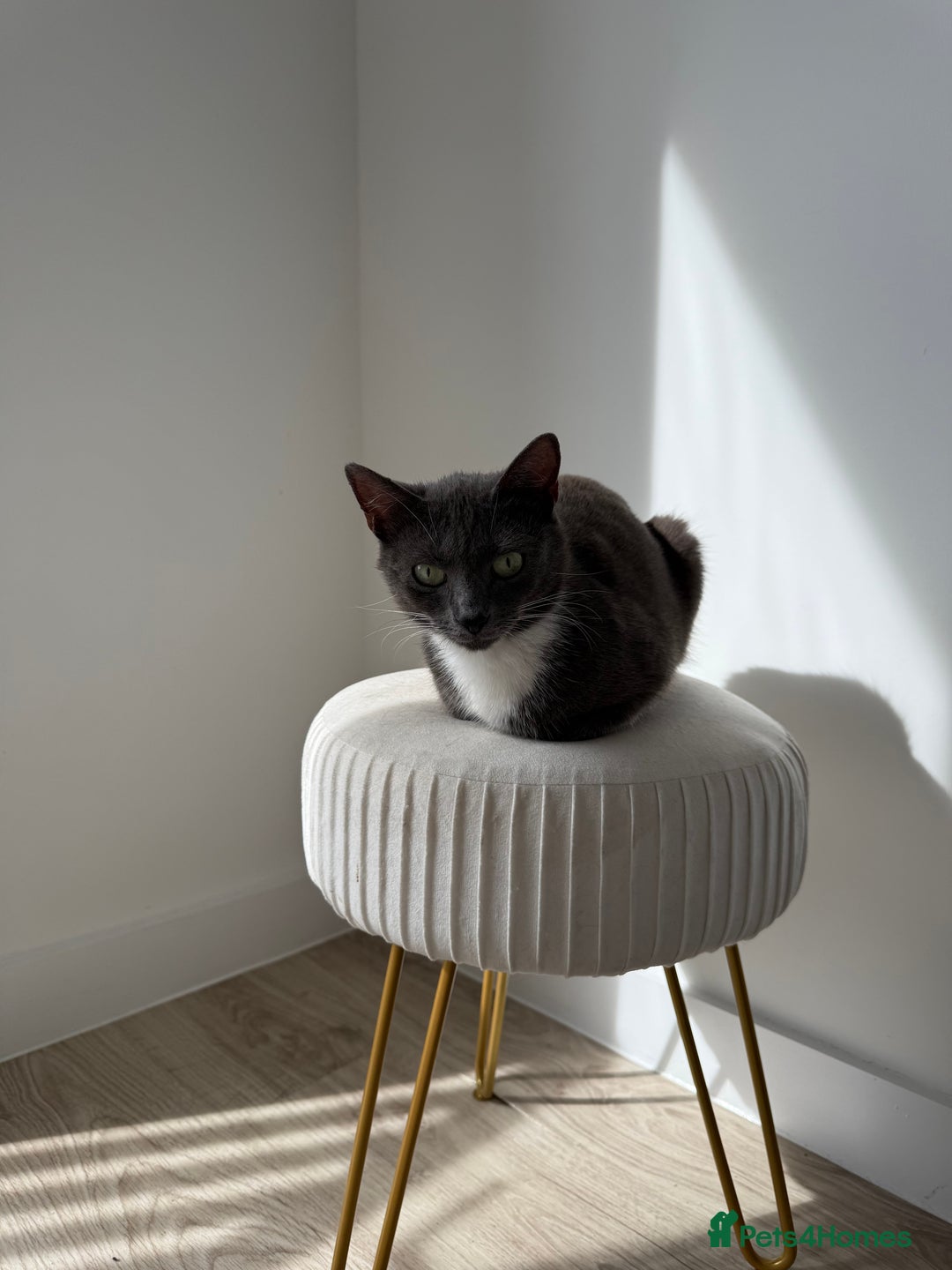 Mixed Breed cats for sale: Mother Cat & Female Kitten Looking for Loving Home - Image 2