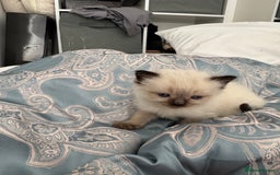 Ragdoll cats for sale: ⭐️ DNA tested Ragdoll female ready 1/8/25 ⭐️ in Loughborough - Image 9
