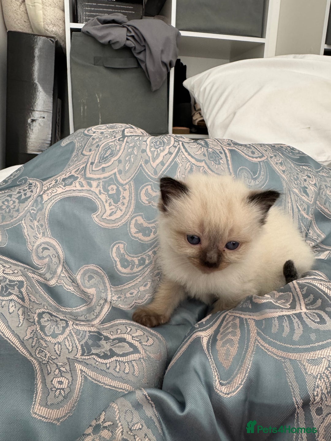 Ragdoll cats for sale: ⭐️ DNA tested Ragdoll female ready 1/8/25 ⭐️ in Loughborough - Image 9