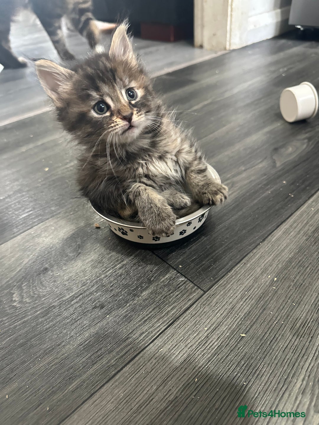 Maine Coon cats for sale: Maincoone kittens - Advert 3