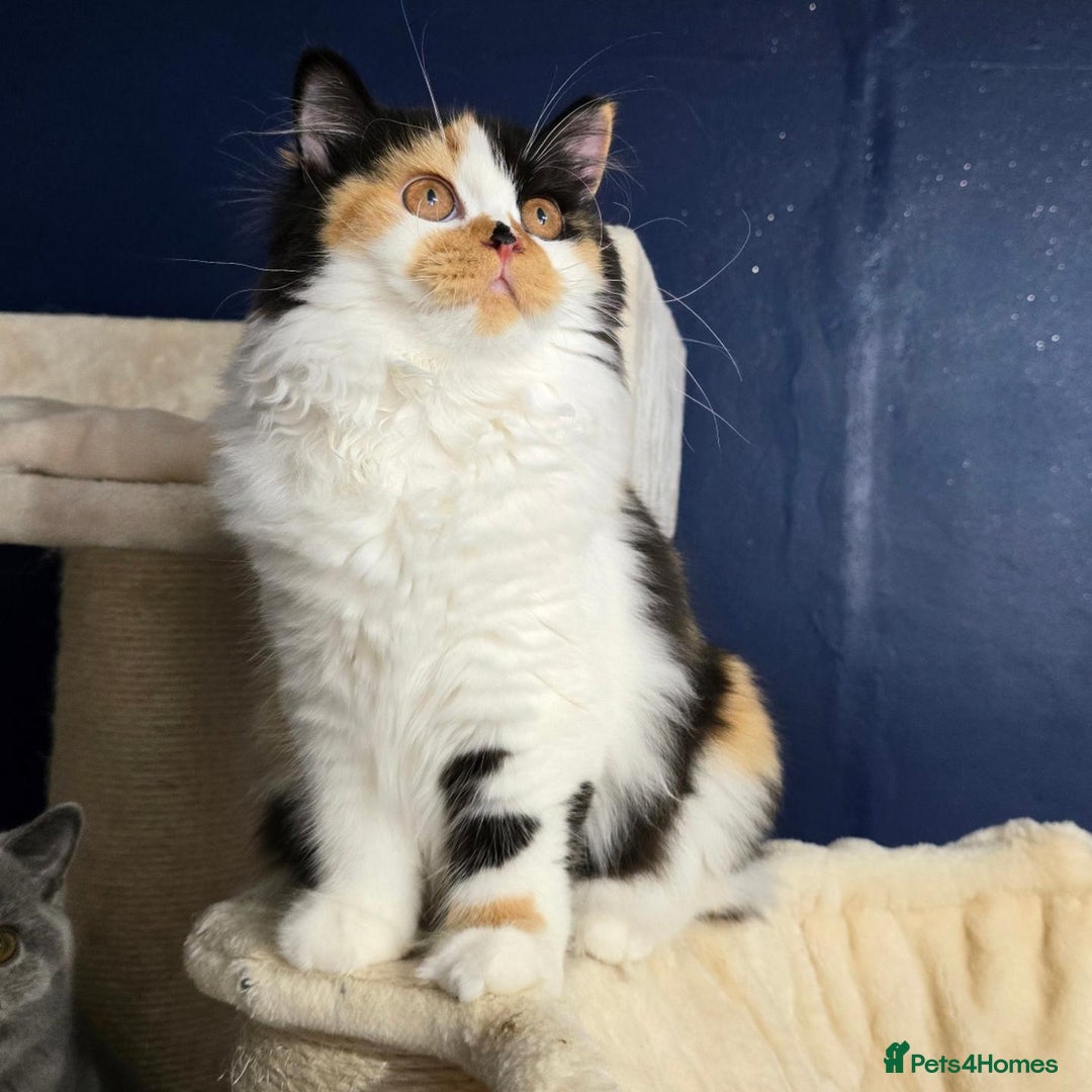 British Longhair cats for sale: Handsome British longhair male - Image 2