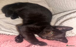 Mixed Breed cats for sale: Tabby and black kittens  - Advert 4