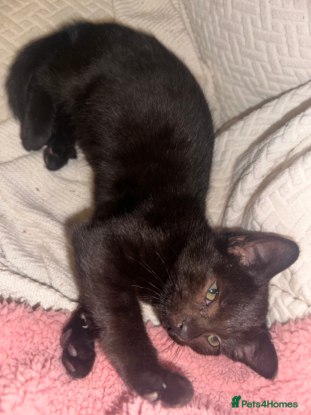 Mixed Breed cats for sale: Tabby and black kittens  - Advert 4