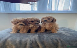 Cockapoo dogs for sale: Cockapoo F1B ready to leave  - Image 5