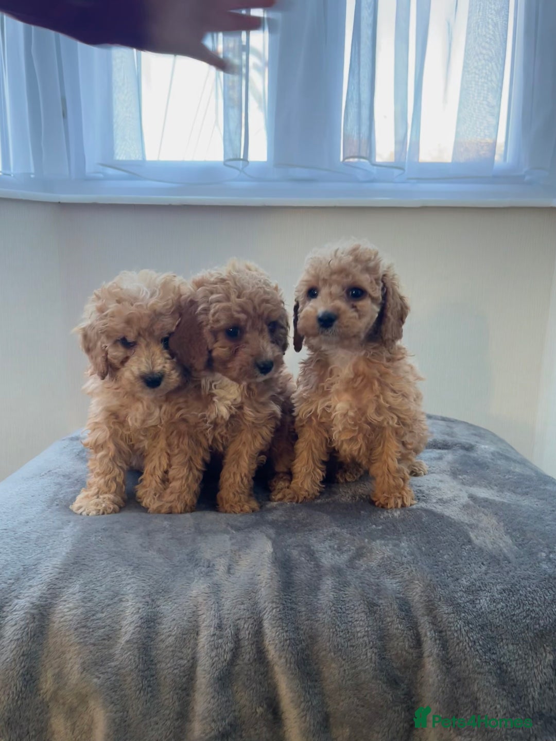 Cockapoo dogs for sale: Cockapoo F1B ready to leave  - Image 5