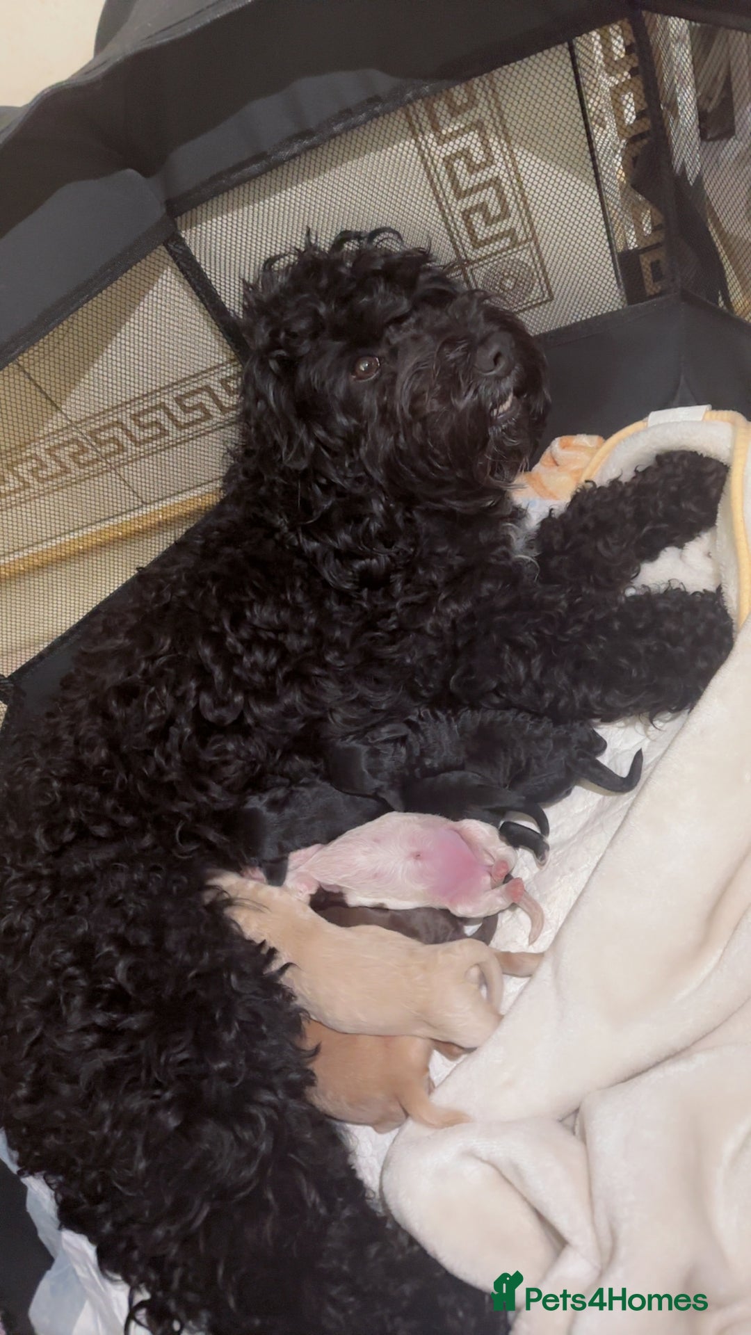 Cockapoo dogs for sale: Cockapoo puppies  - Image 10