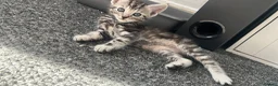 Mixed Breed cats for sale: Ready now stunning kittens  in Gravesend - Advert 17