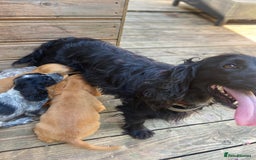 Cocker Spaniel dogs for sale: Cocker Spaniel Puppies   - Image 3
