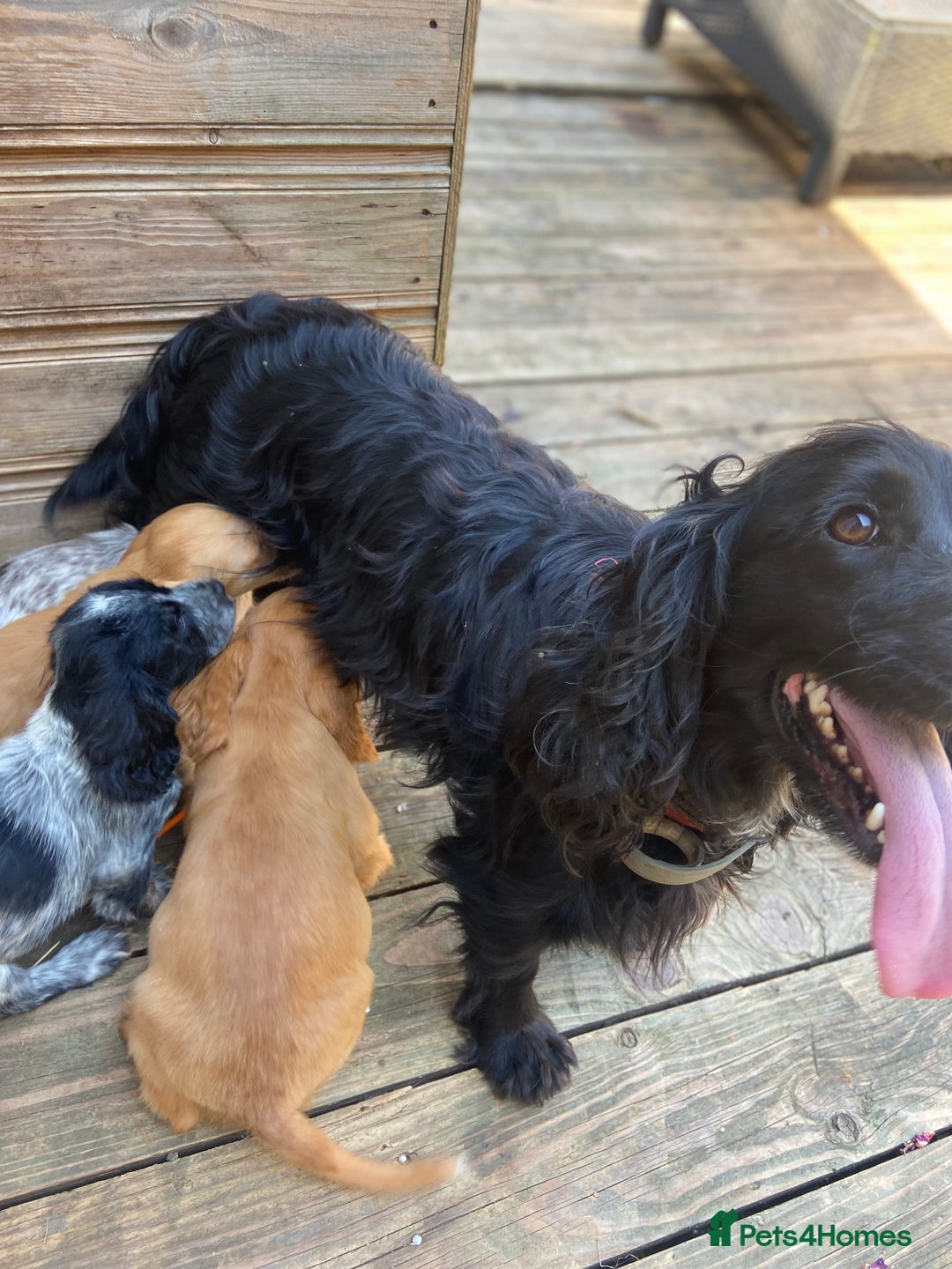 Cocker Spaniel dogs for sale: Cocker Spaniel Puppies   - Image 3