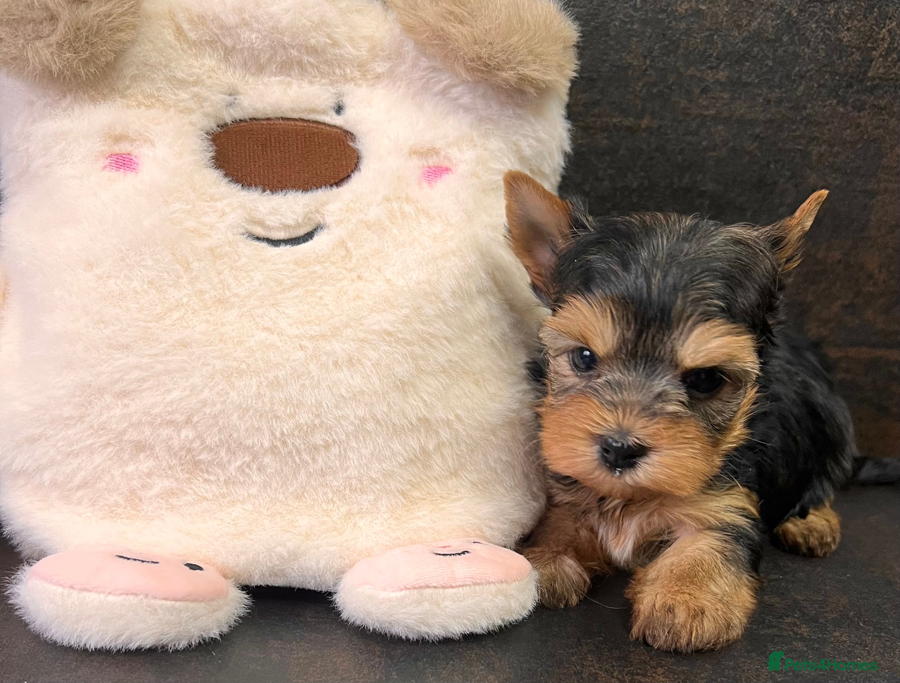 Yorkshire Terrier dogs ❣️Miniature Yorkshire Terriers – 4 Boys VERY SMALL - Advert 3