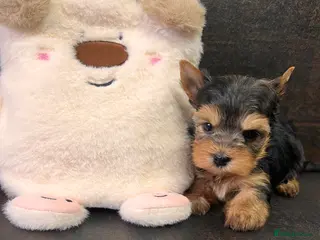 Yorkshire Terrier dogs ❣️Miniature Yorkshire Terriers – 4 Boys VERY SMALL - Advert 3