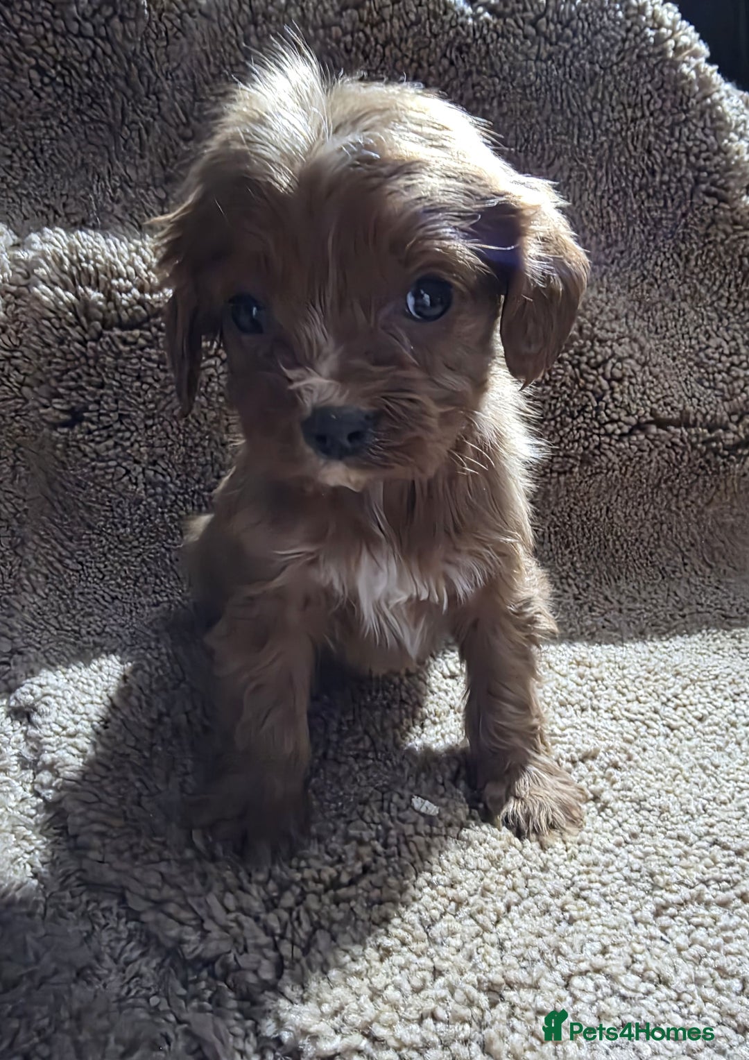 Cavapoo dogs for sale: Beautiful cavapoo puppies  - Advert 3
