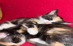 Mixed Breed cats for sale: Beautiful kittens ready for new loving homes  - Advert 12