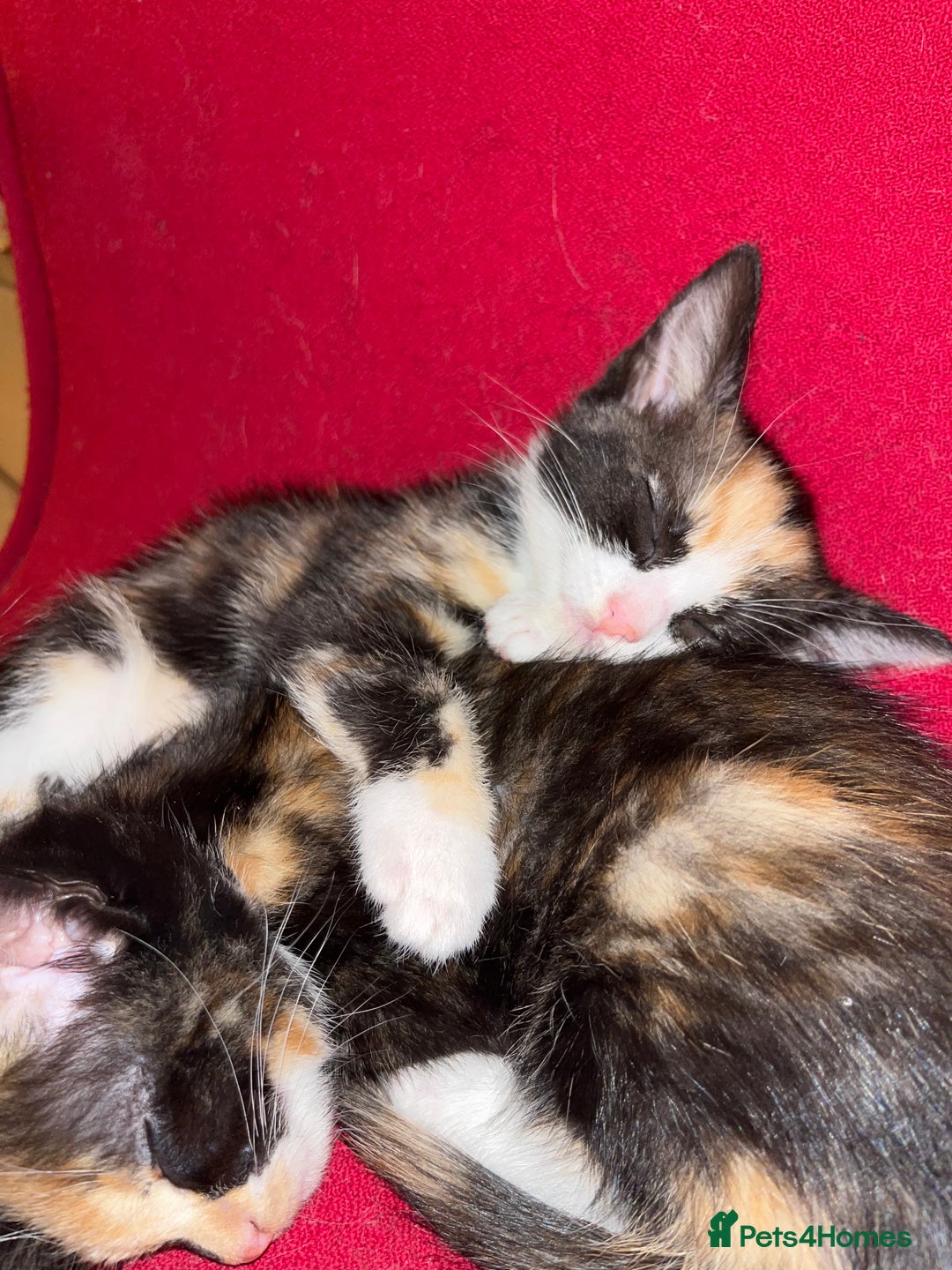Mixed Breed cats for sale: Beautiful kittens ready for new loving homes  - Advert 12