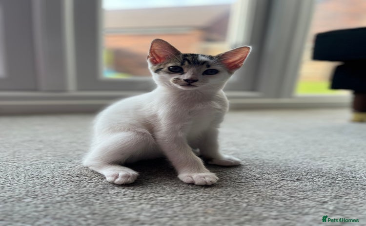Domestic Shorthair cats - Advert 3
