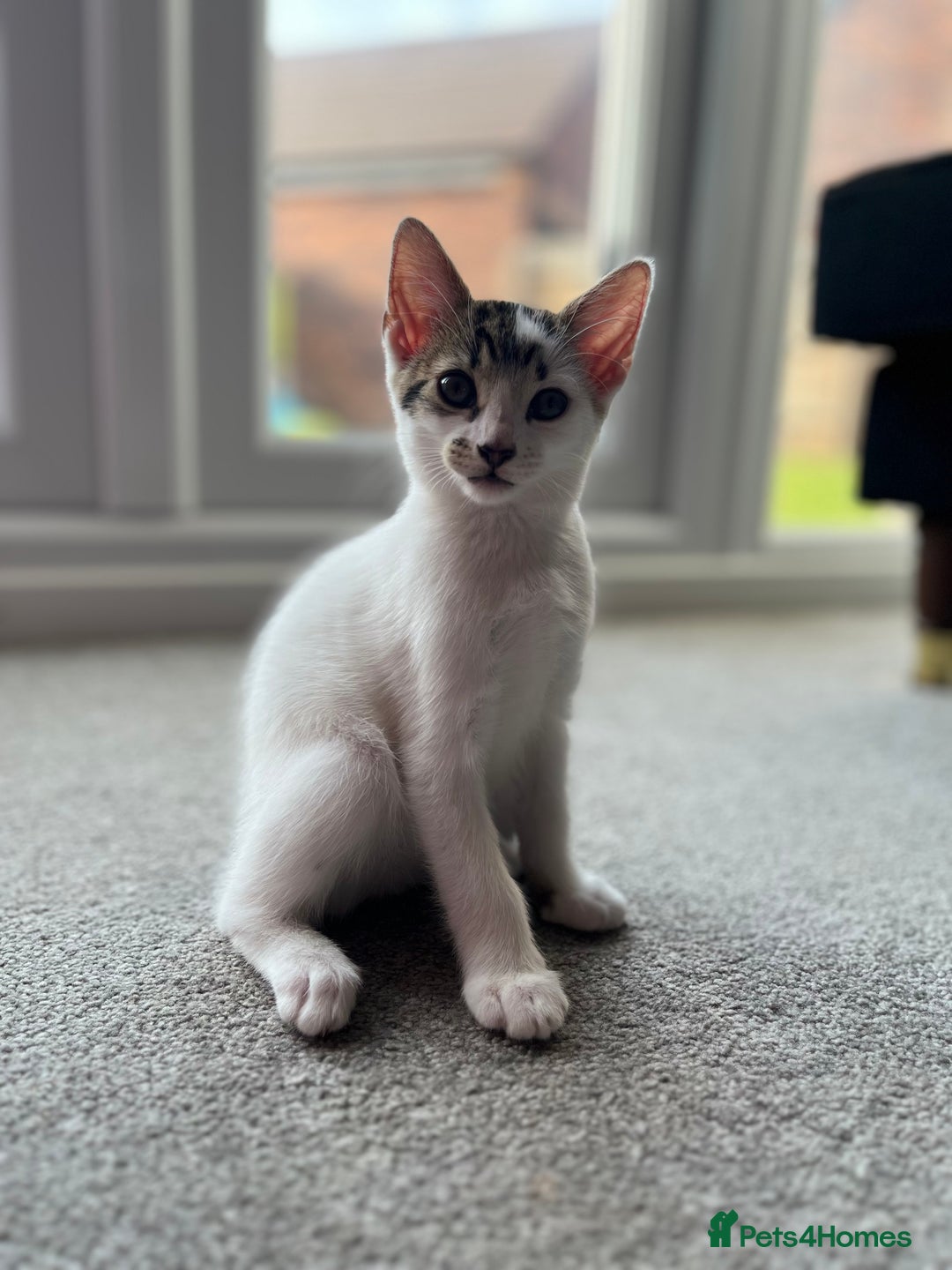 Domestic Shorthair cats for sale: Kittens - Image 1