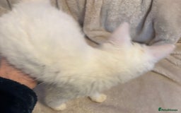 Mixed Breed cats for sale: Kittens 4 sale - Advert 8