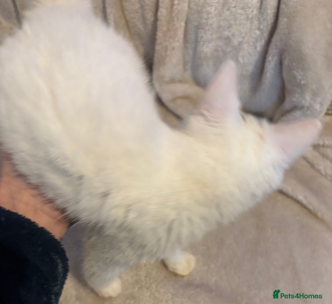 Mixed Breed cats for sale: Kittens 4 sale - Advert 8