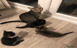 Mixed Breed cats for sale: Kittens for ready for new homes - Image 7