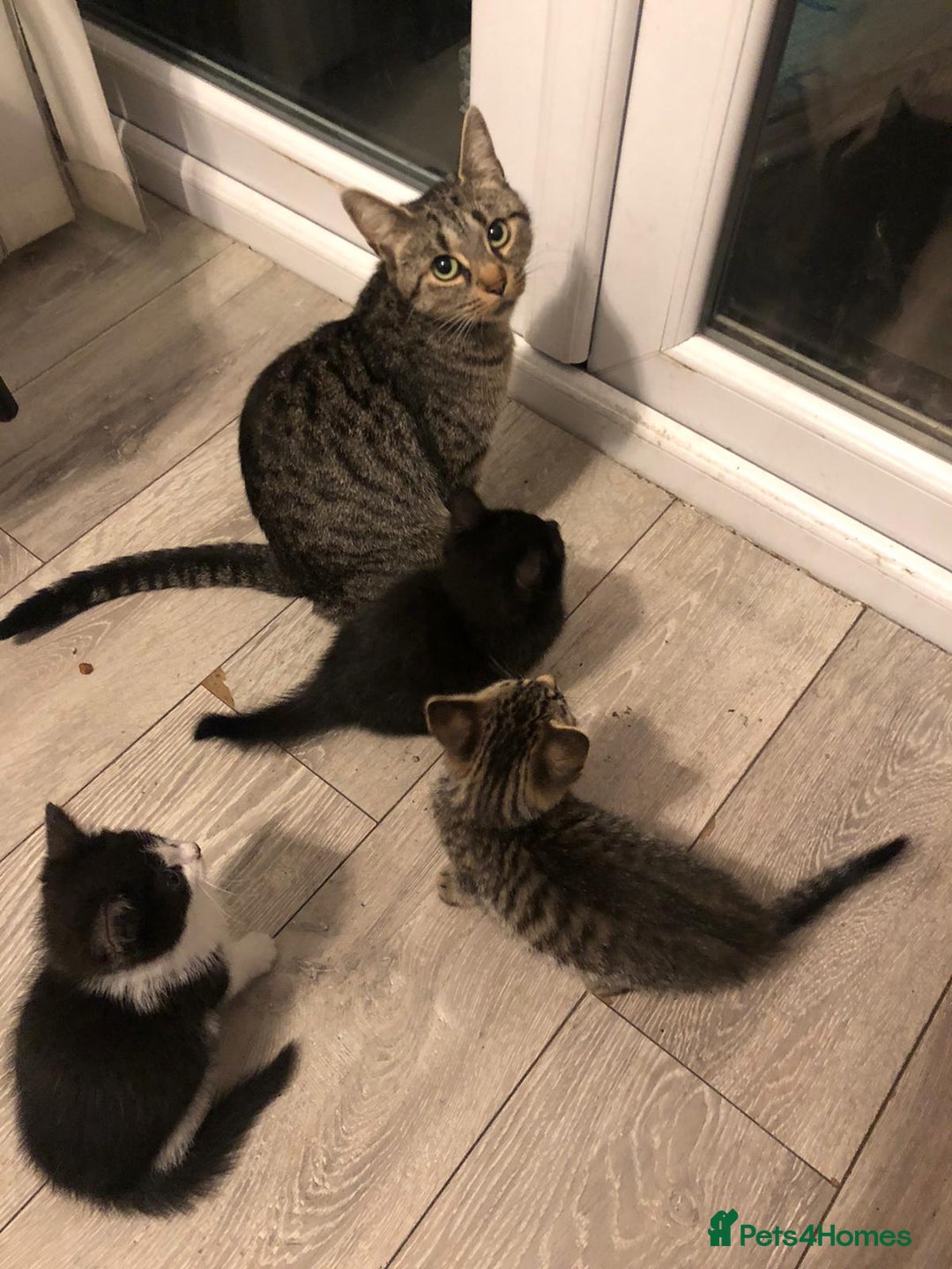 Mixed Breed cats for sale: Kittens for ready for new homes - Image 7