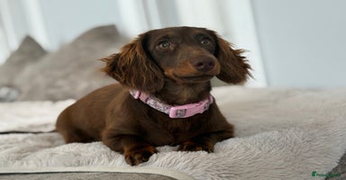 Miniature Dachshund dogs - Advert 10