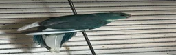 Parakeets birds for sale: Blue pied kakariki hen bird - Advert 4