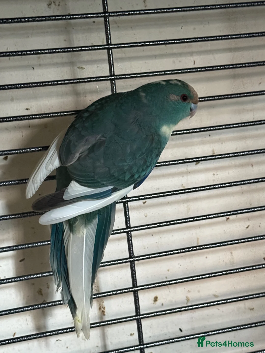 Parakeets birds for sale: Blue pied kakariki hen bird - Advert 4