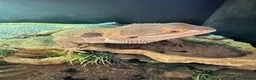 Bearded Dragon reptiles for sale: Friendly & tame bearded dragon  - Advert 2