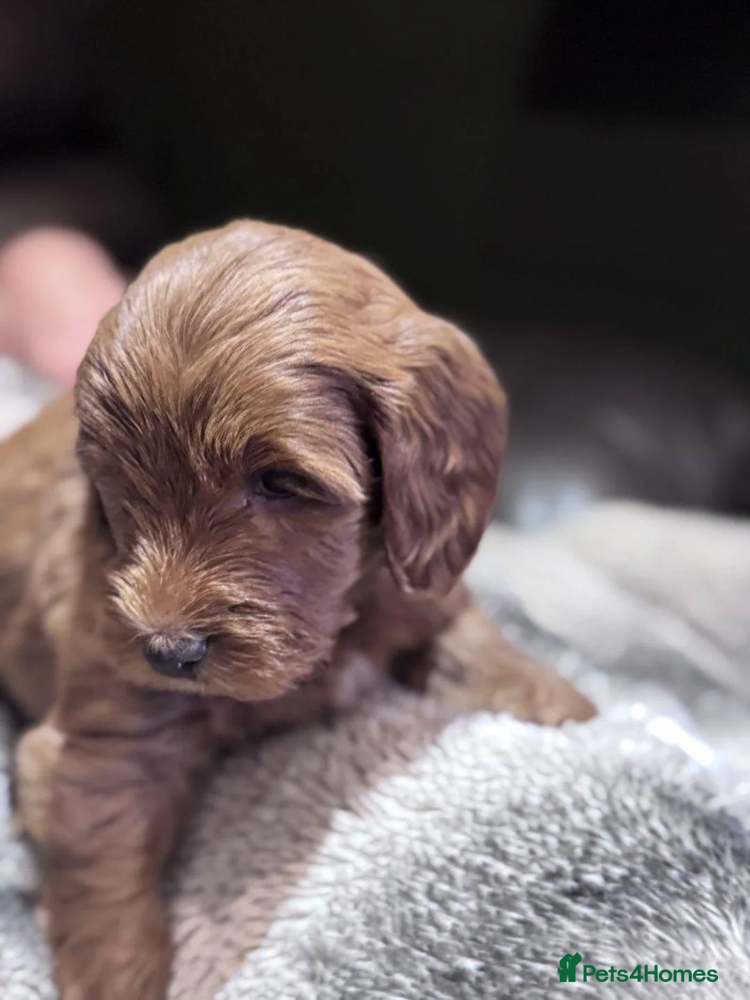 Cockapoo dogs for sale: Beautiful Red & Apricot Cockapoo Puppies. in Waltham Cross - Advert 2