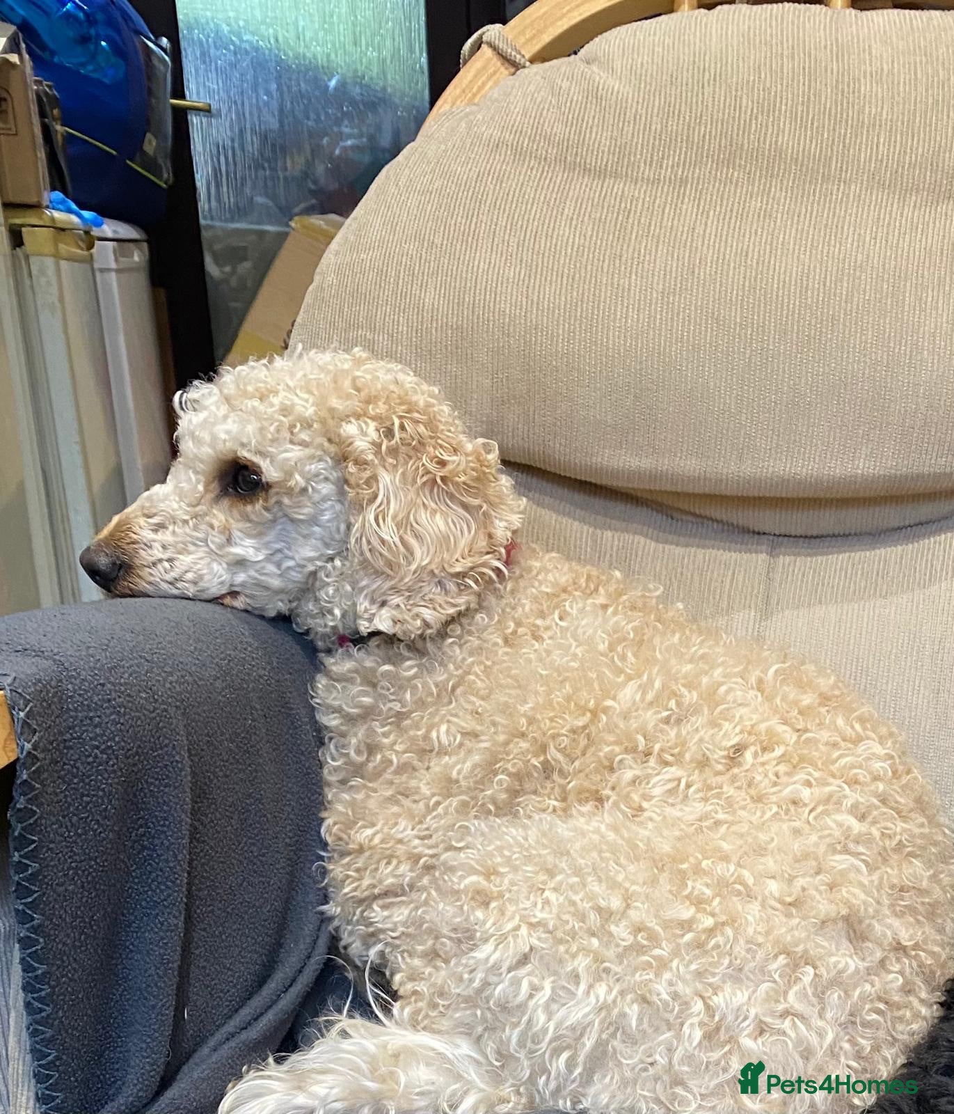 Miniature Poodle dogs Lily - affectionate pedigree Miniature Poodle 🐩  - Advert 2