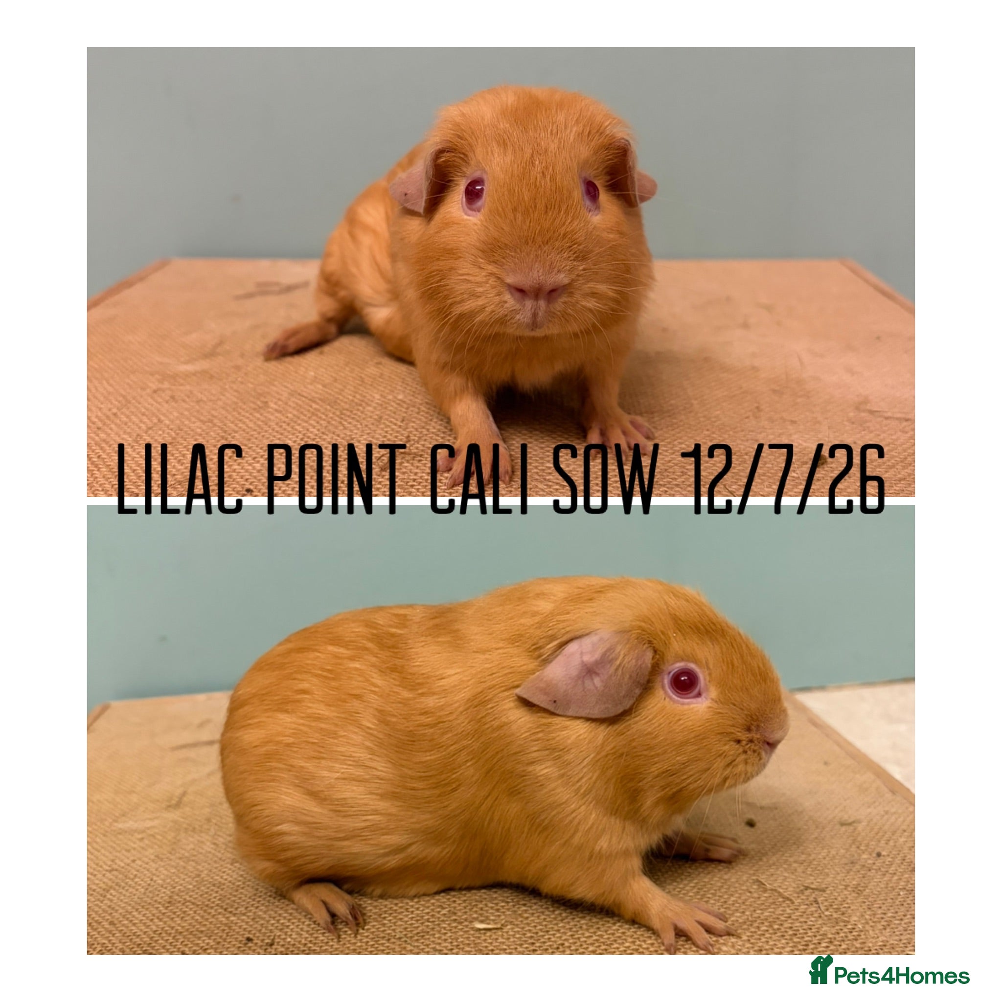 Guinea Pig rodents Lilac point Cali girl - Advert 11