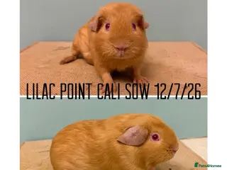 Guinea Pig rodents Lilac point Cali girl - Advert 11