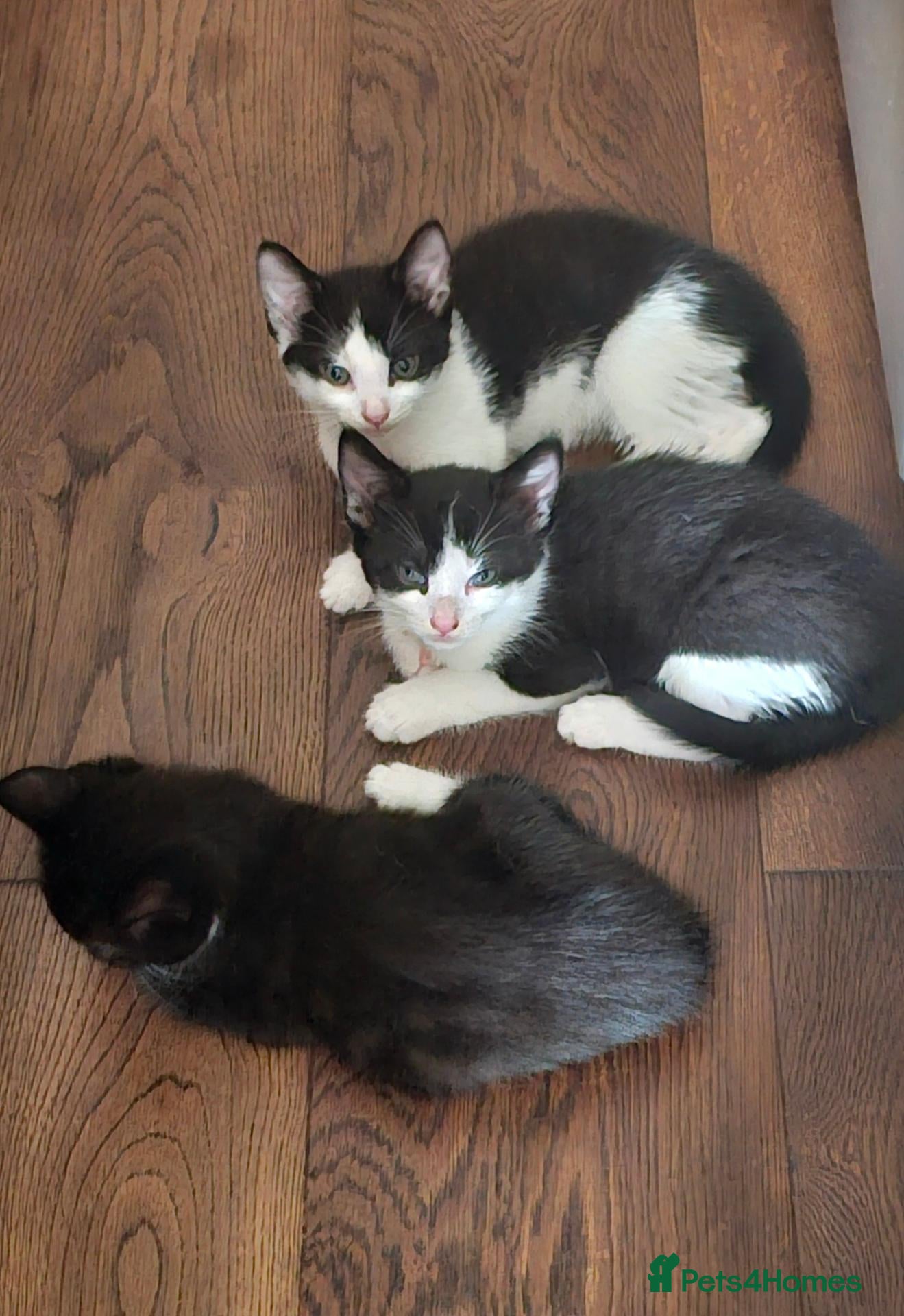 Mixed Breed cats Adorable Black & White Kittens for Sale 🐾 - Advert 2