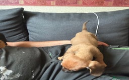 Dachshund dogs for sale: Dachshund pups  - Image 2