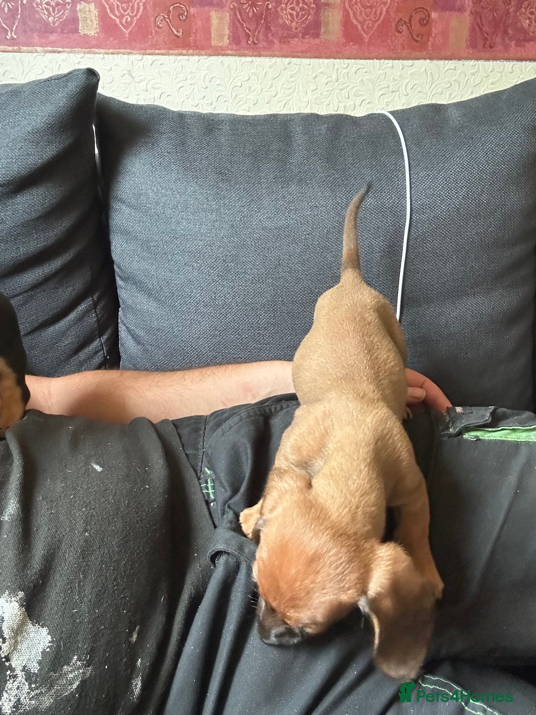 Dachshund dogs for sale: Dachshund pups  - Image 2