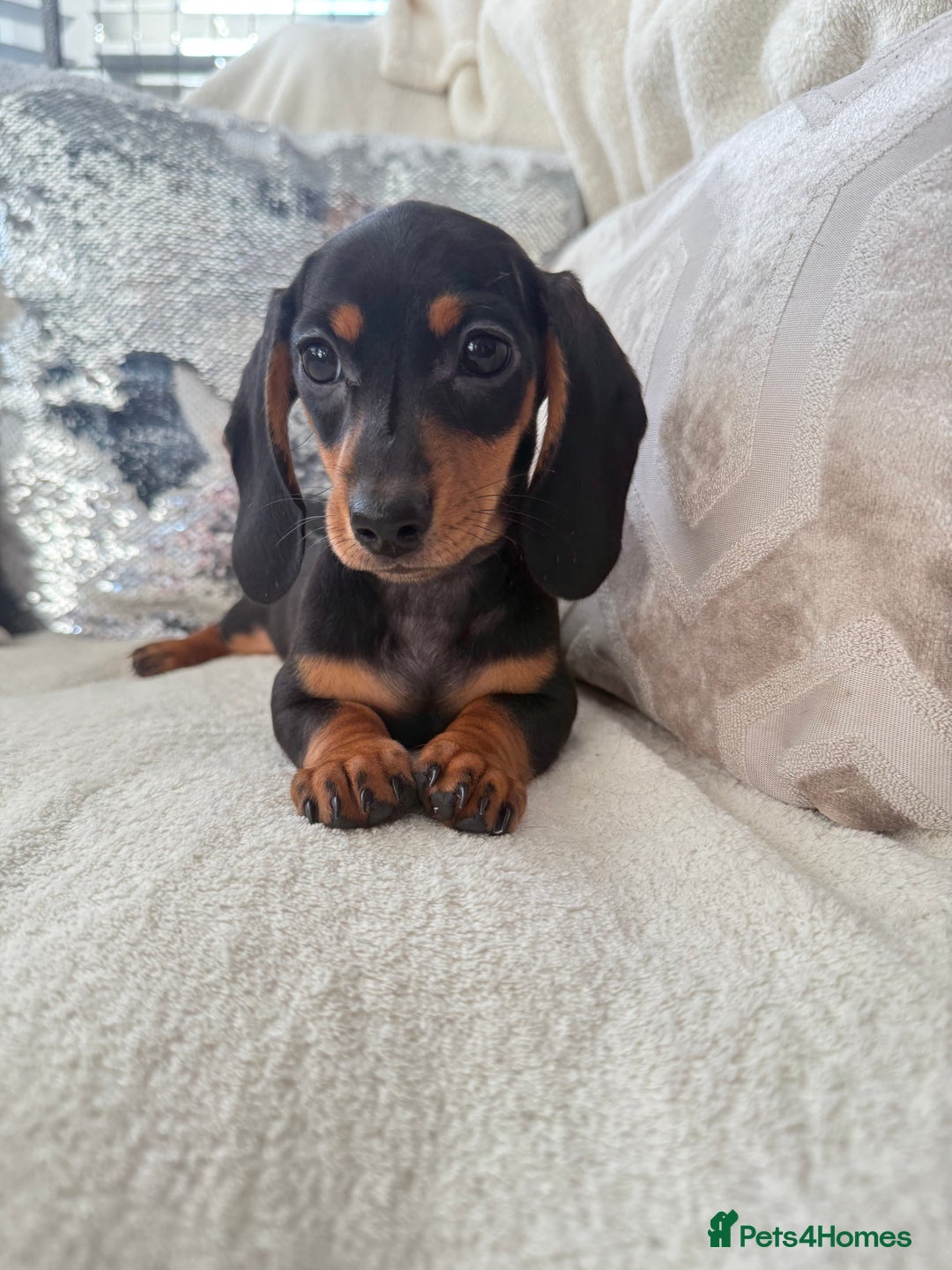 Miniature Dachshund dogs for sale: Minature dachshund  - Image 21