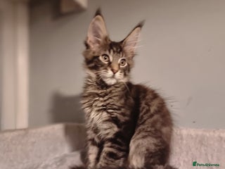 Maine Coon cats TICA REG. Amazing kittens - Advert 3