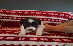 Mixed Breed dogs for sale: Lurcher x standard poodle  - Advert 5