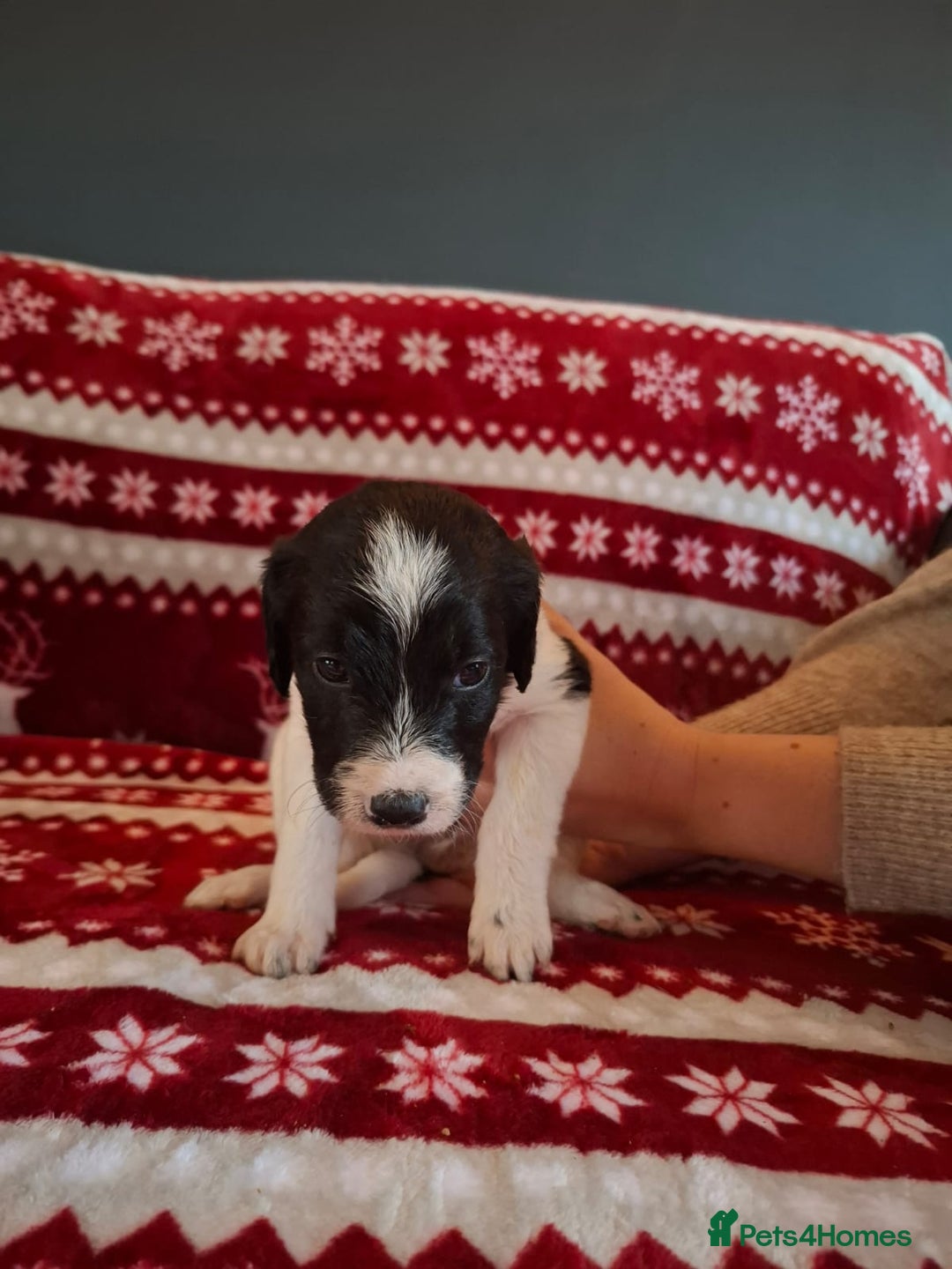 Mixed Breed dogs for sale: Lurcher x standard poodle  - Advert 5