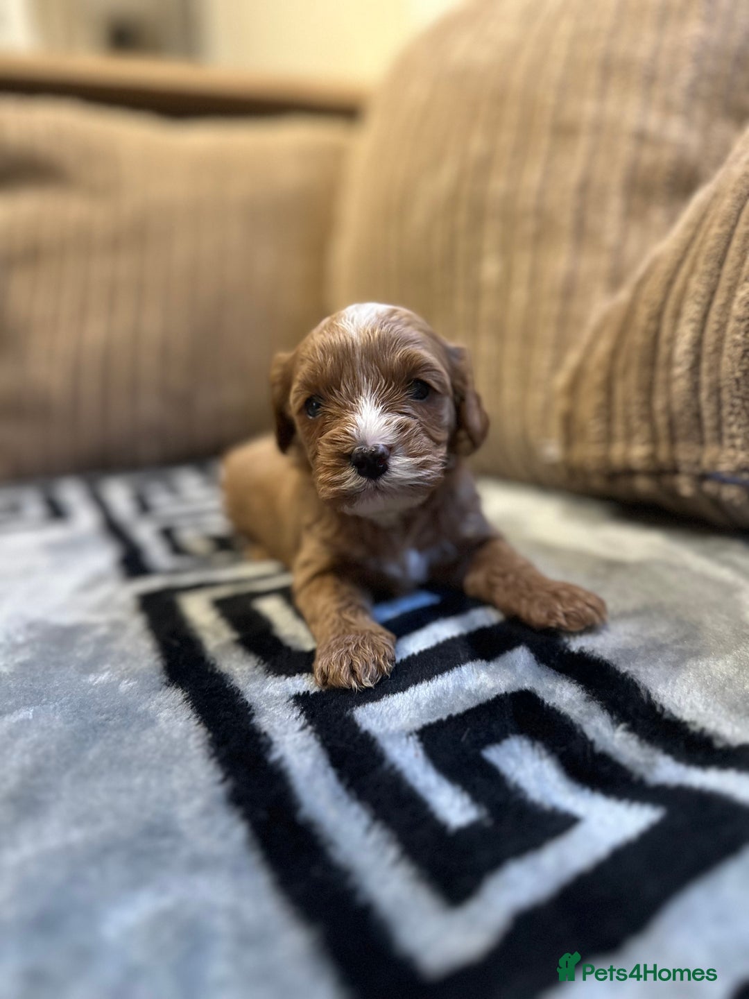 Cavapoo dogs for sale: 🐶 Beautiful Red Cavapoo Puppies – Ready November  - Image 15