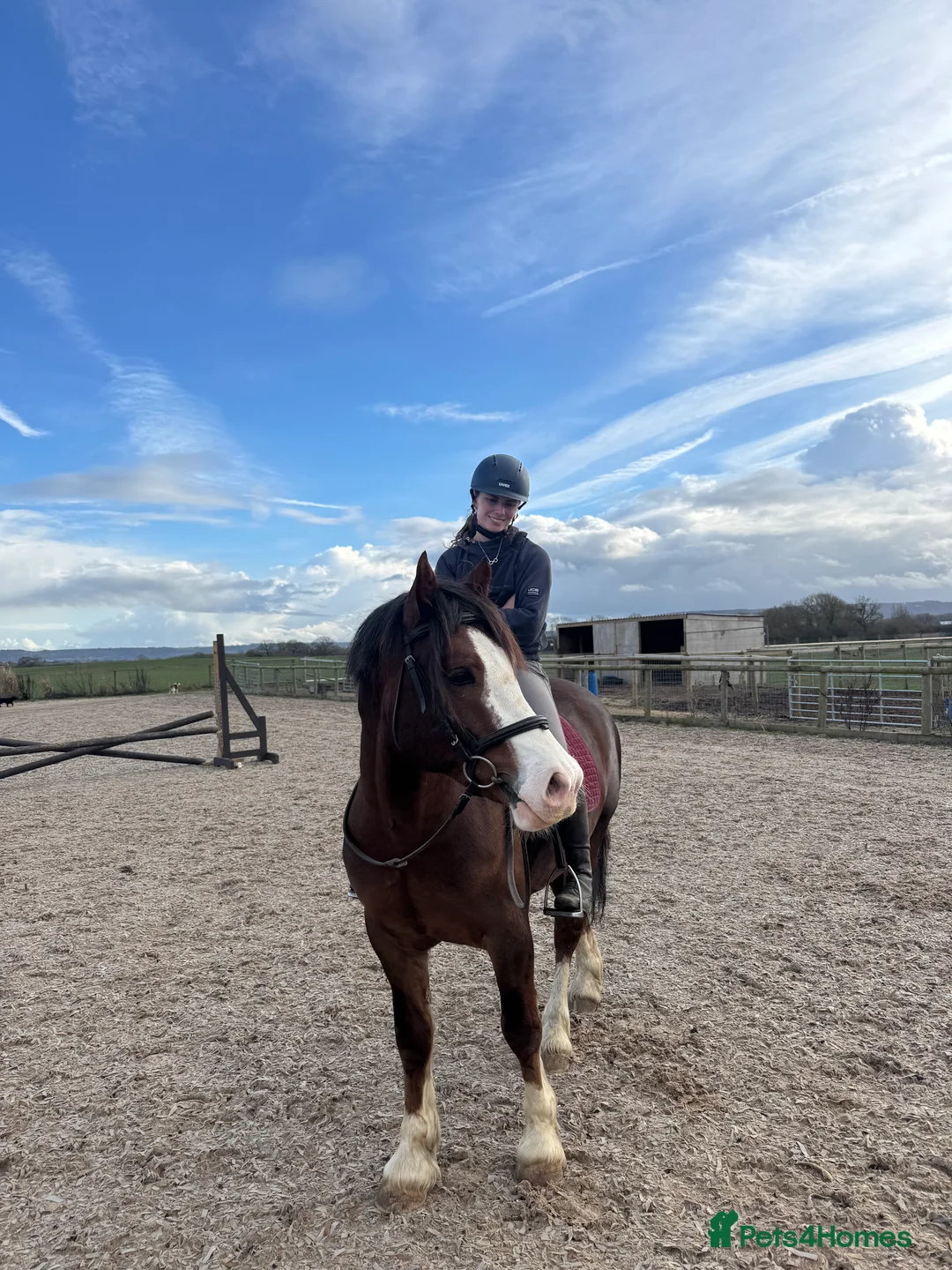 Welsh Section D horses for sale: Exceptional mannerly Welsh D  - Advert 5