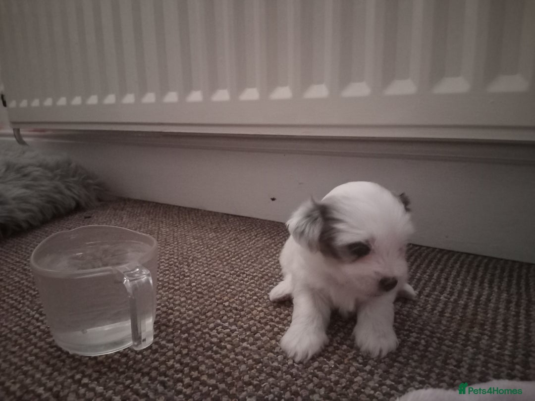 Bichon Frise dogs for sale: for sale  - Advert 2